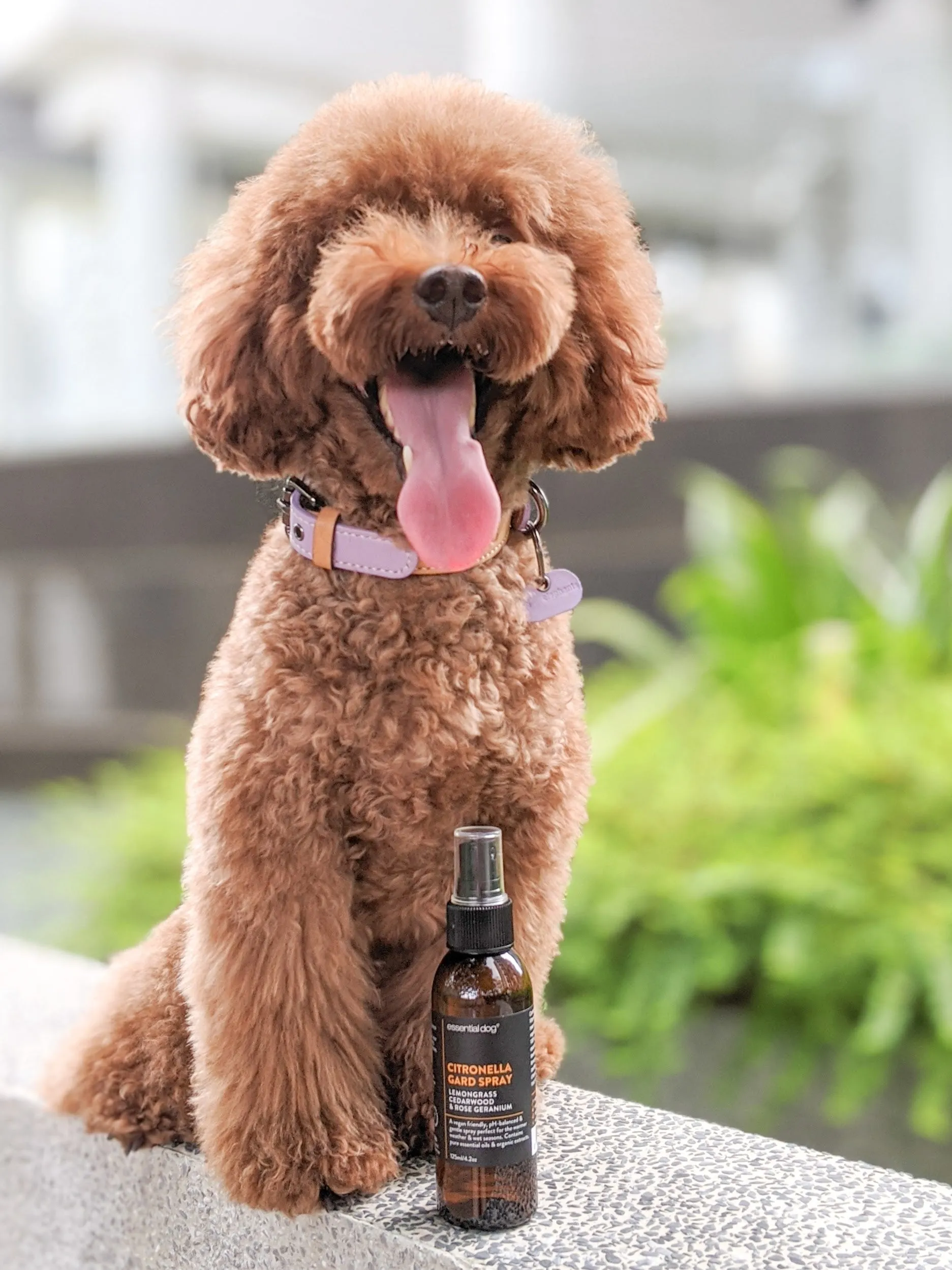 Citronella Gard Spray (Natural Mosquito Repellent)