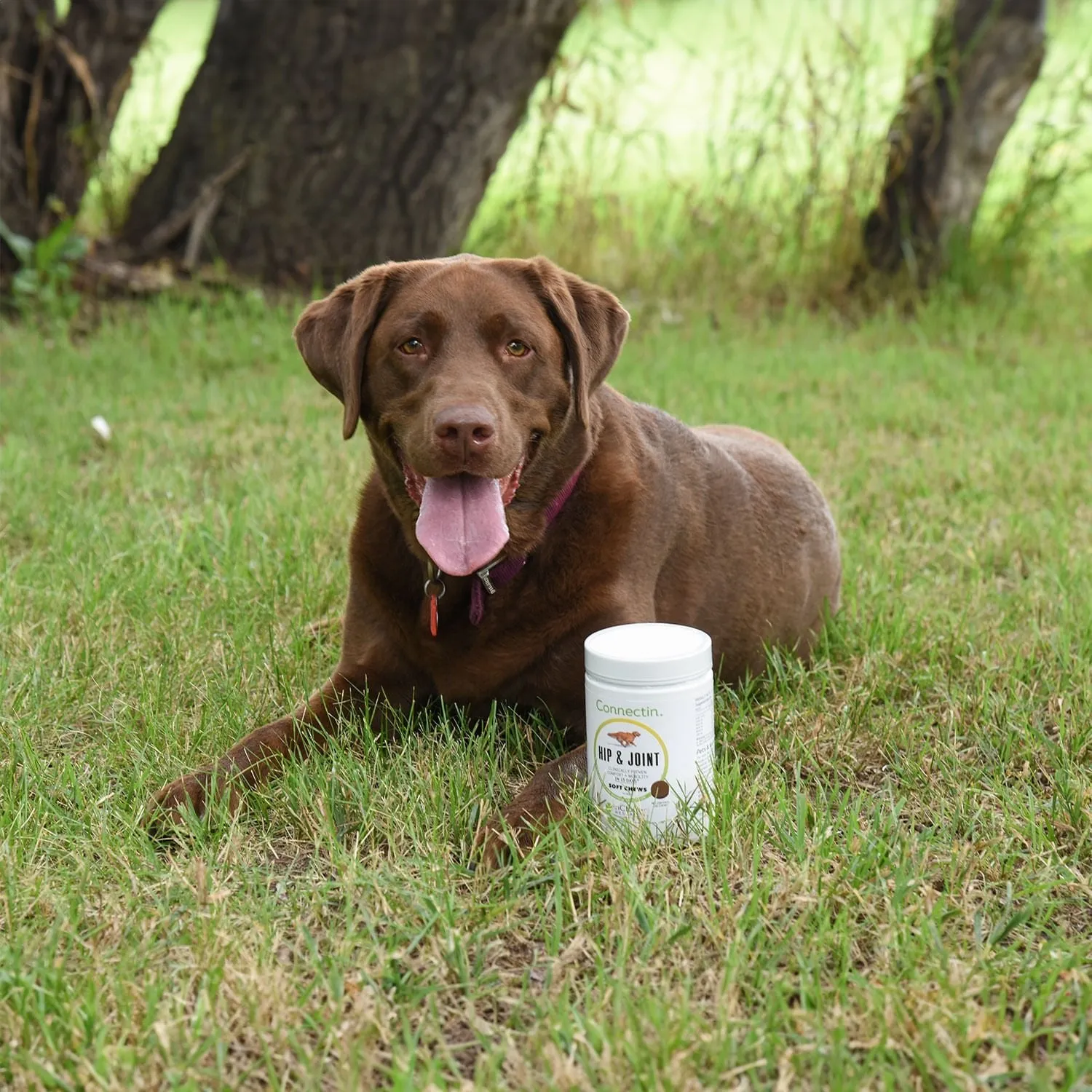 Connectin Soft Chews