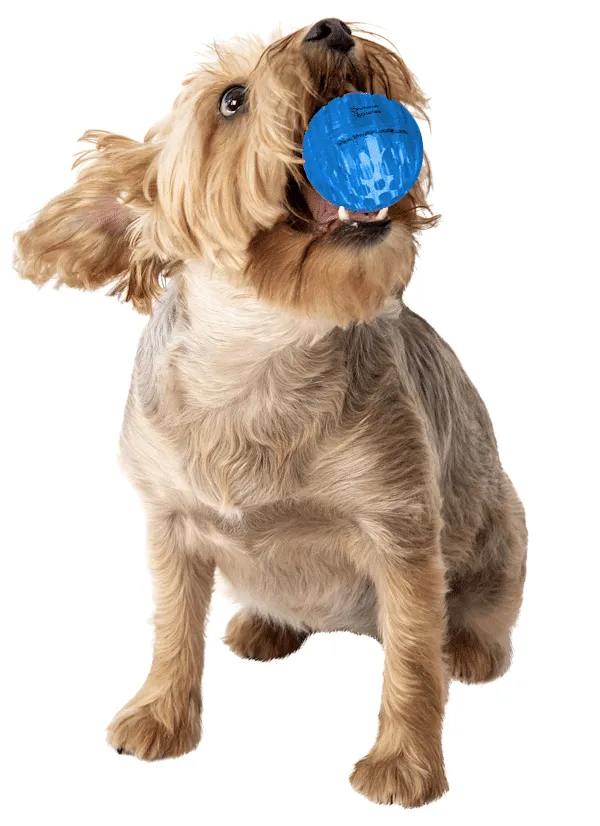 Dog Ball Toys-2.5 Inch Rubber Tough Dog Ball Toys-Bounce Balls Dogs Love To Chase & Grab