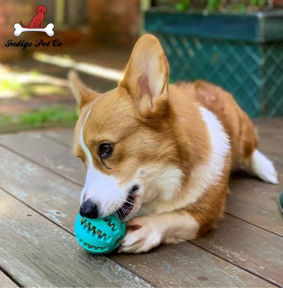 Dog IQ Puzzle Ball