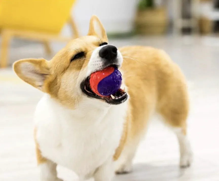 GiGwi Ball Series: Bouncy, Interactive, Durable Toy Dog Balls (Colour given at random unless indicated in remarks)