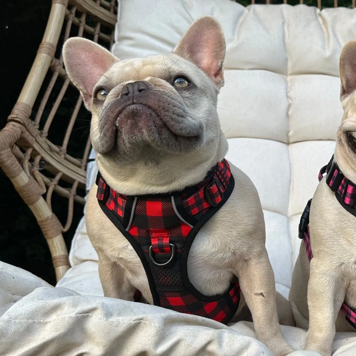 Lumberjack Plaid No Pull Dog Harness