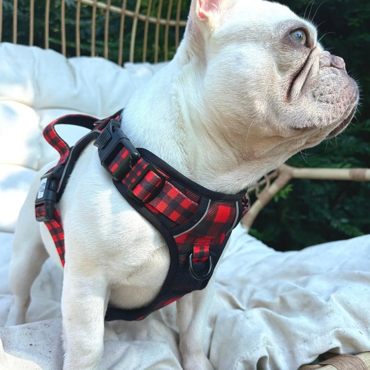 Lumberjack Plaid No Pull Dog Harness