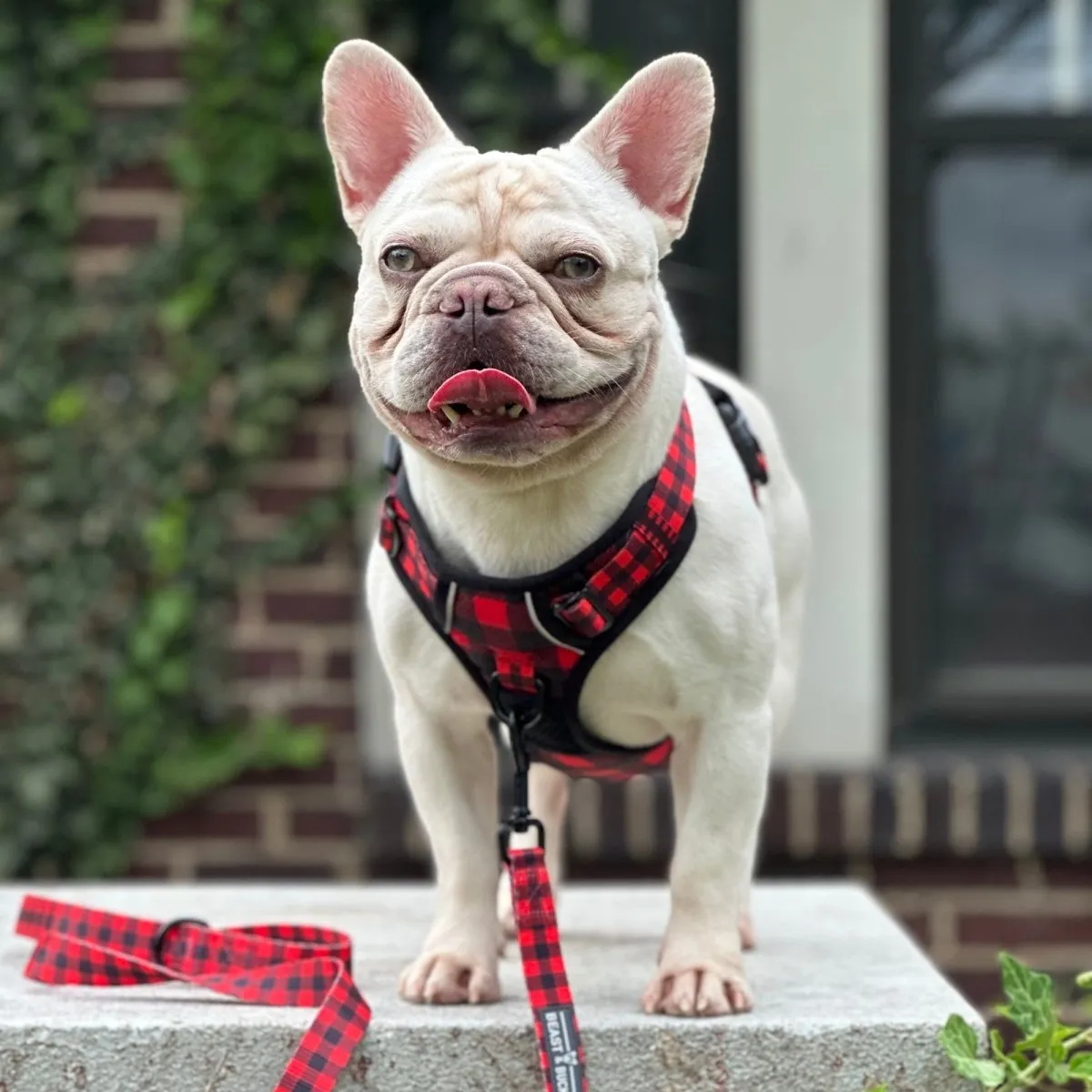 Lumberjack Plaid No Pull Dog Harness