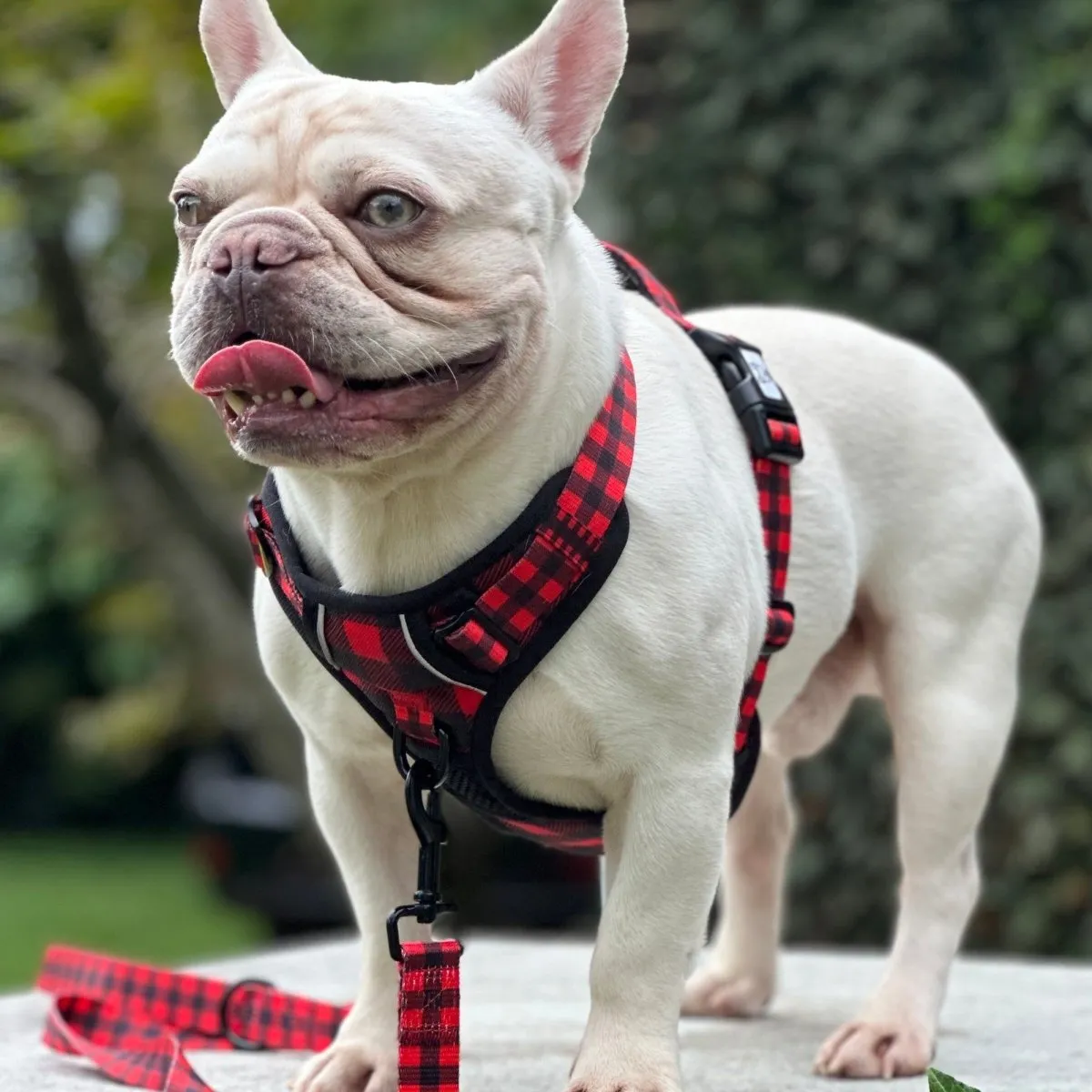Lumberjack Plaid No Pull Dog Harness