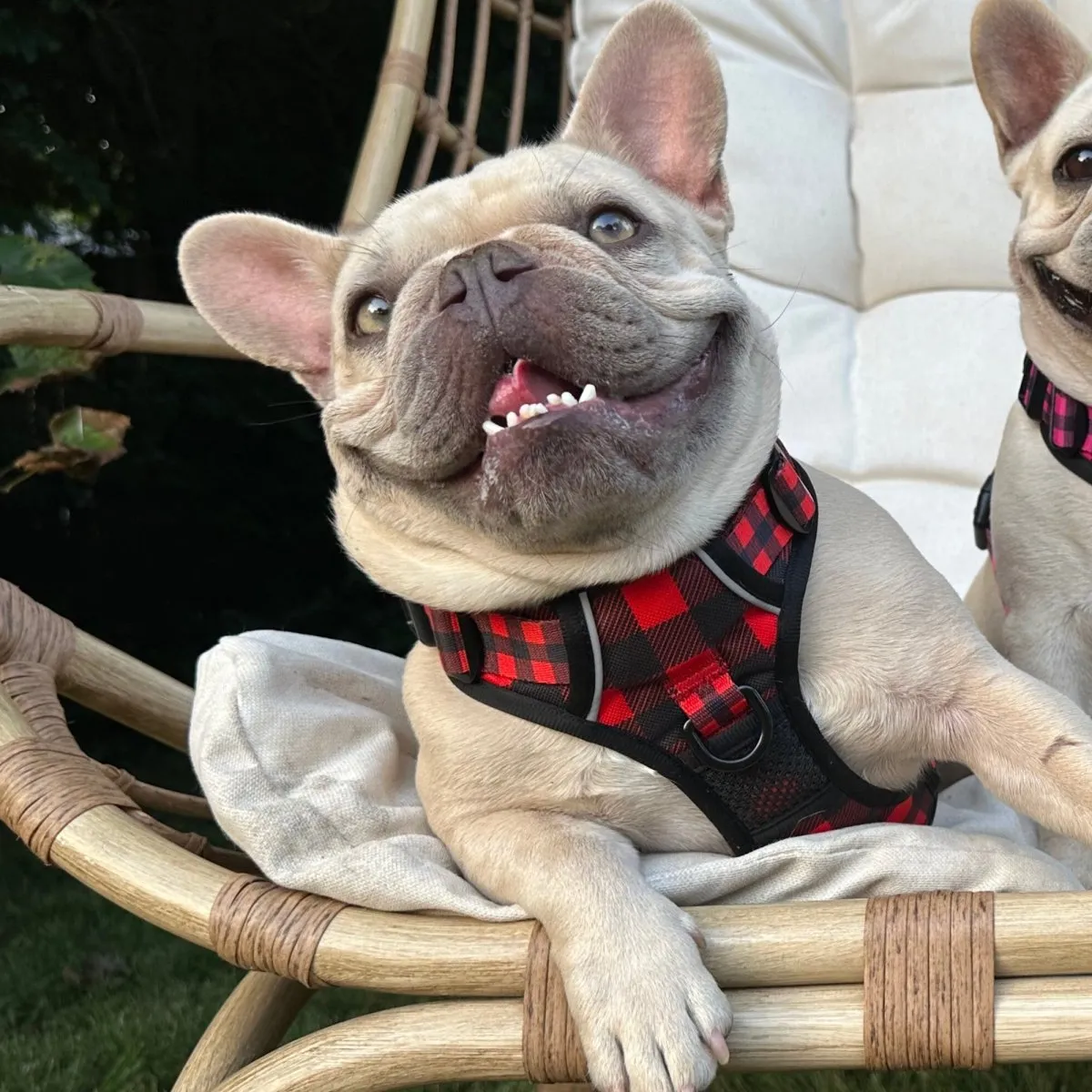 Lumberjack Plaid No Pull Dog Harness