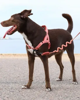 SofterWalk No-Pull Dog Harness in Canyon