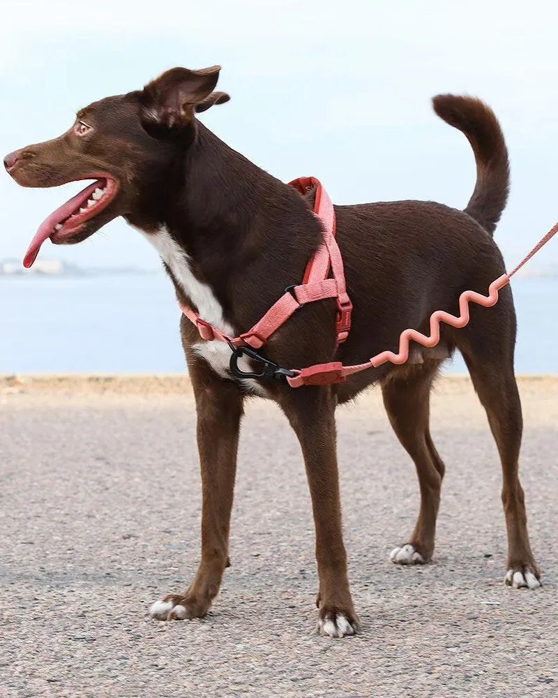 SofterWalk No-Pull Dog Harness in Canyon