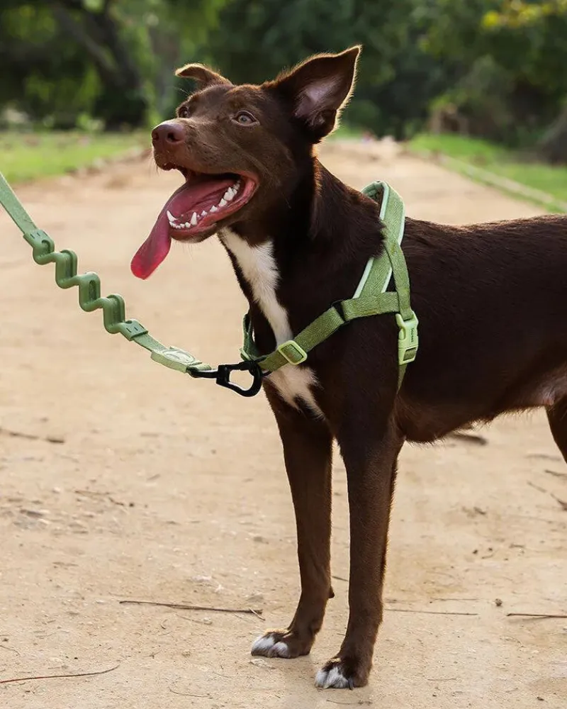 SofterWalk No-Pull Dog Harness in Moss