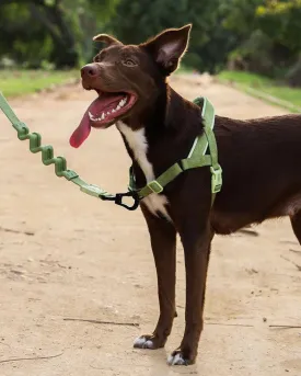 SofterWalk No-Pull Dog Harness in Moss
