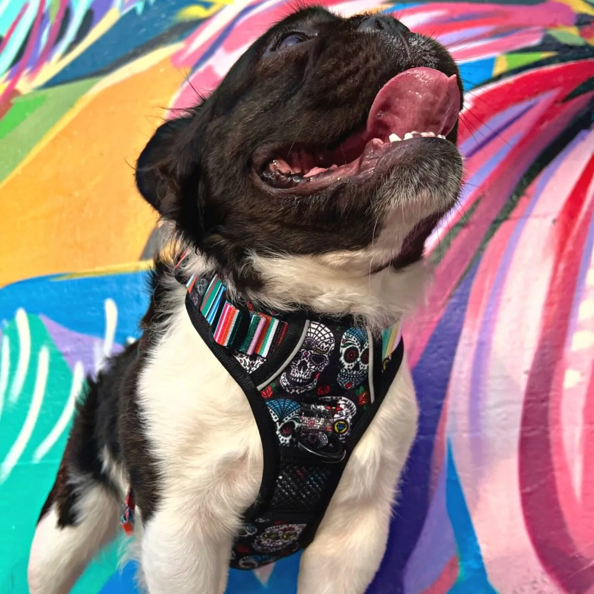 Sugar Skulls No Pull Dog Harness